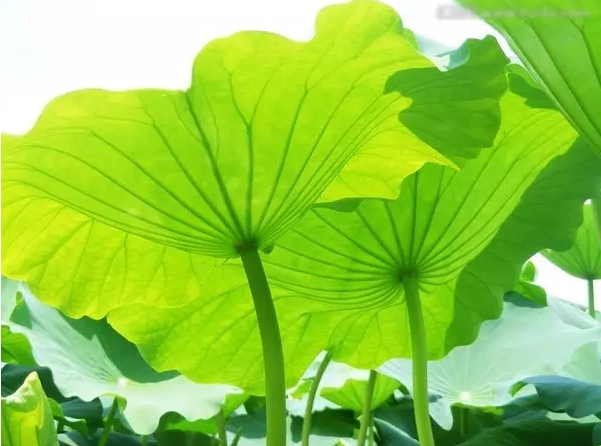 荷叶茶