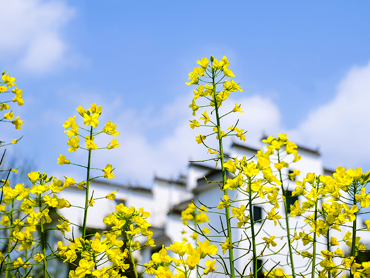 【天津火车团·赠送火车票】 《婺源》陶醉油菜花海,沉醉水墨之乡!