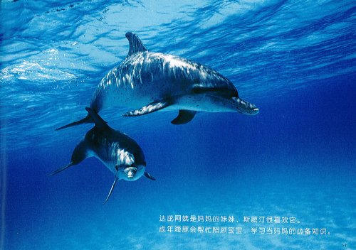 蒲蒲兰 蓝色海洋中的海豚们 越智充奈子 3-4-5-6岁儿童 正版 商品图1