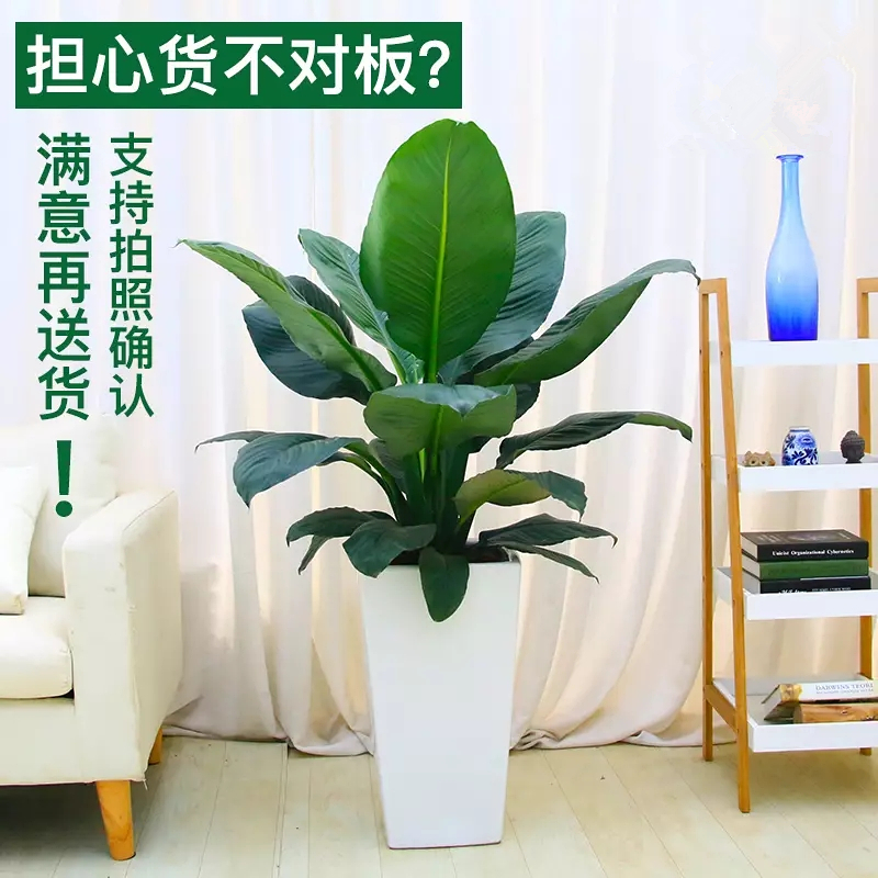 绿巨人大叶圆叶植物盆栽客厅室内吸甲醛净化空气