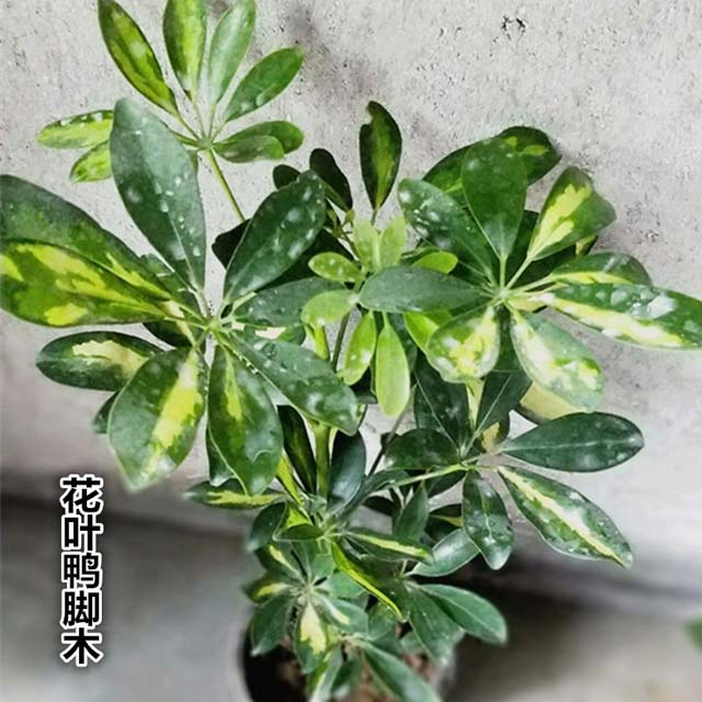 花叶鸭脚木 摇钱树植物七叶莲盆栽室内鸭脚木吸甲醛净化二手烟花卉防