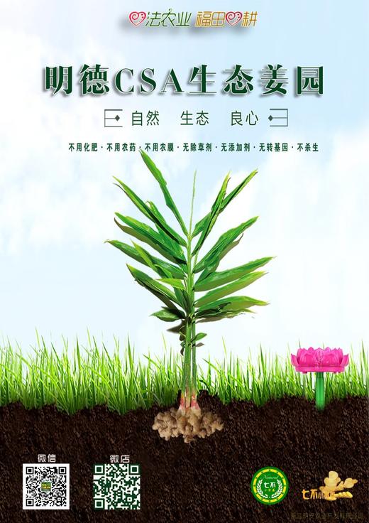 明安特级原始点‘七不’小黄姜烘烤制干姜片半斤250克 心法农业 商品图2
