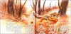 幼儿科学故事绘本：小橡子长大了 商品缩略图2