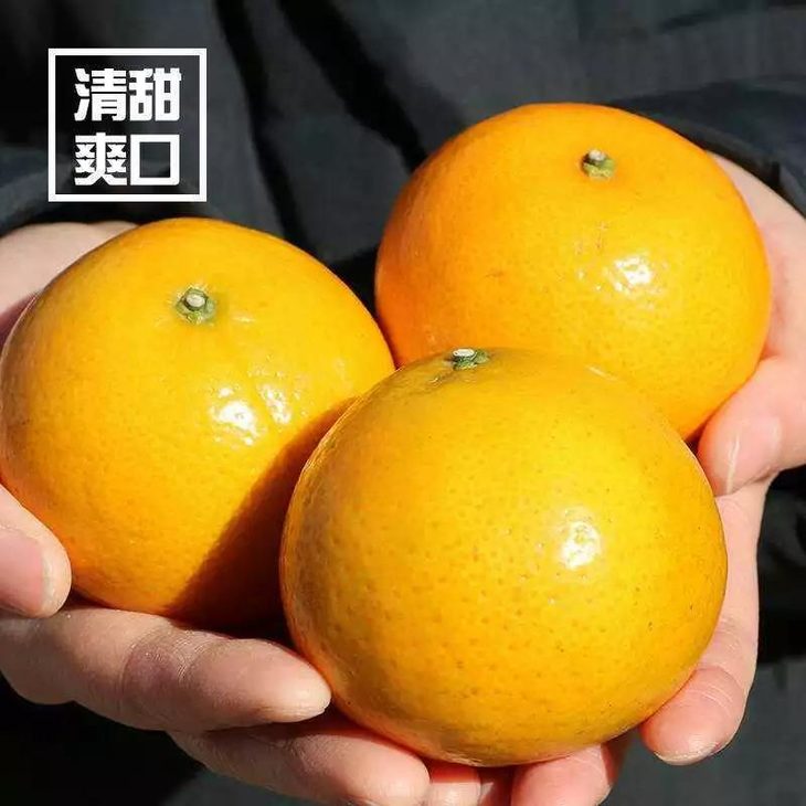 新鲜上市|德庆精品皇帝柑~风味满分~坐在家里收年货~限时抢