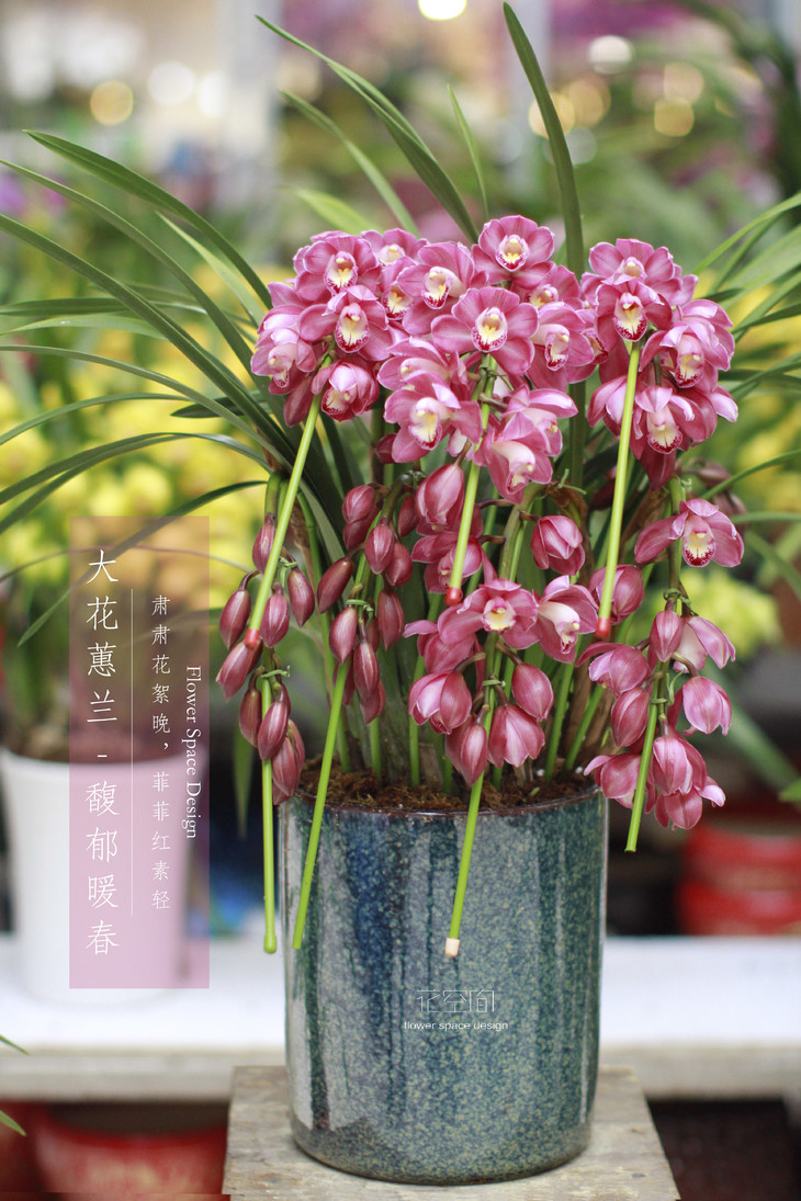 馥郁暖春大花蕙兰