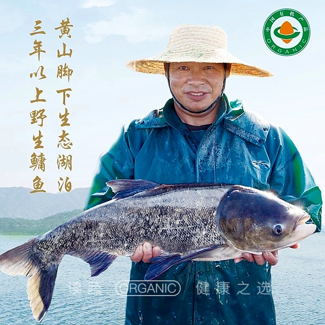 【直发】太平湖 有机花鲢 (礼装) 基地直发 深水湖