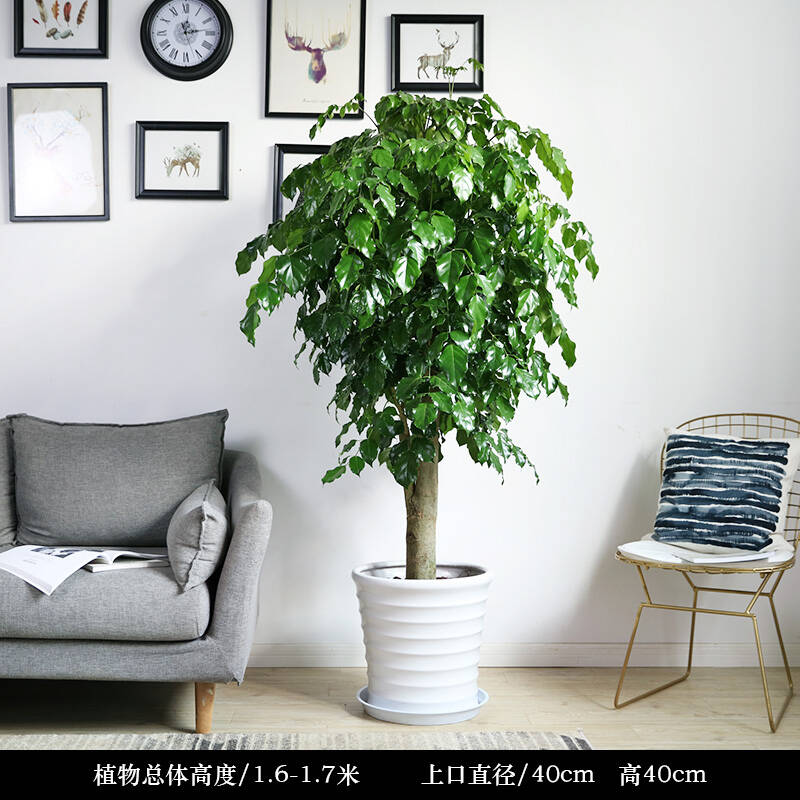 幸福树
