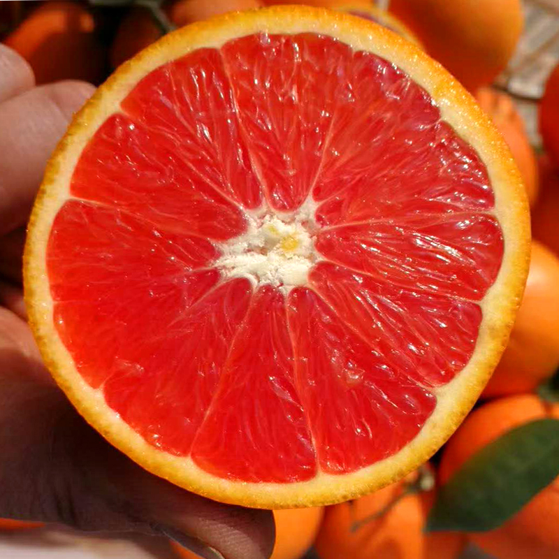 美国卡拉红肉血橙 维c满满 营养丰富 香甜可口