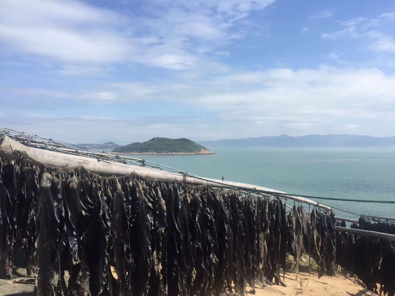 头水紫菜上市福建霞浦紫菜海带南海海带之乡原生态海带头水紫菜品鉴师