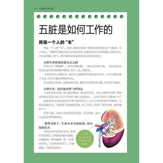 中医教你养五脏 商品图1