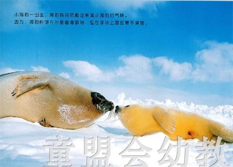 蒲蒲兰 竖琴海豹母子 结城萌良 3-4-5-6岁儿童读物 正版 商品图3