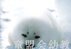 蒲蒲兰 竖琴海豹母子 结城萌良 3-4-5-6岁儿童读物 正版 商品缩略图2