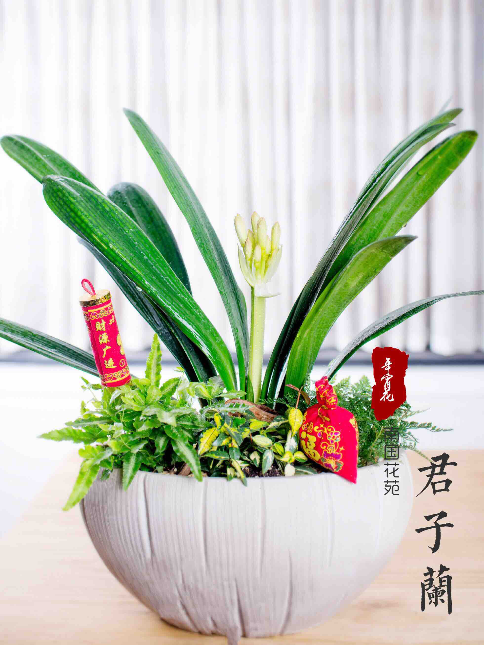花中君子一一君子兰