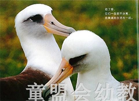 蒲蒲兰 黑背信天翁与风使好朋友 卢冢学 3-4-5-6岁儿童读物 正版 商品图4