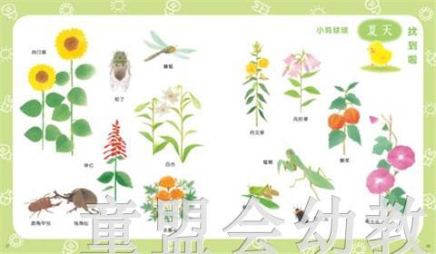 海豚 小鸡球球的春夏秋冬 湖北教育出版社 商品图3