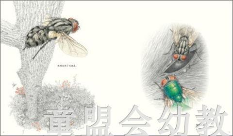 海豚 埋葬虫  长江少年儿童出版社 商品图1