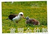 蒲蒲兰 黑背信天翁与风使好朋友 卢冢学 3-4-5-6岁儿童读物 正版 商品缩略图2