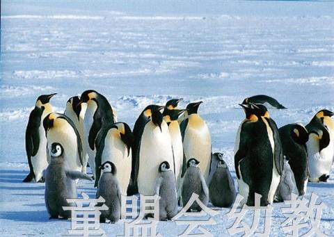 蒲蒲兰 帝企鹅的一家 内山晟 3-4-5-6岁儿童读物 正版 商品图2