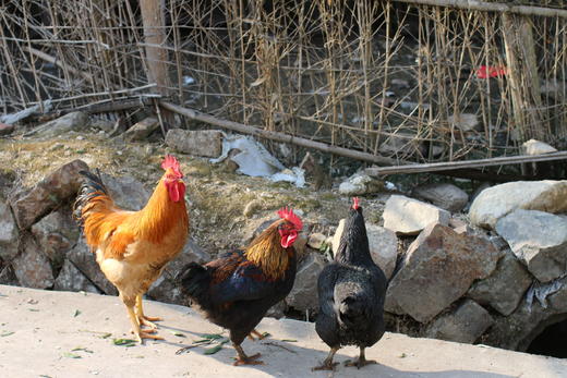 寿宁坑底乡扶贫助困定制高山坑底地洋村郭苏生散养土鸡 商品图1