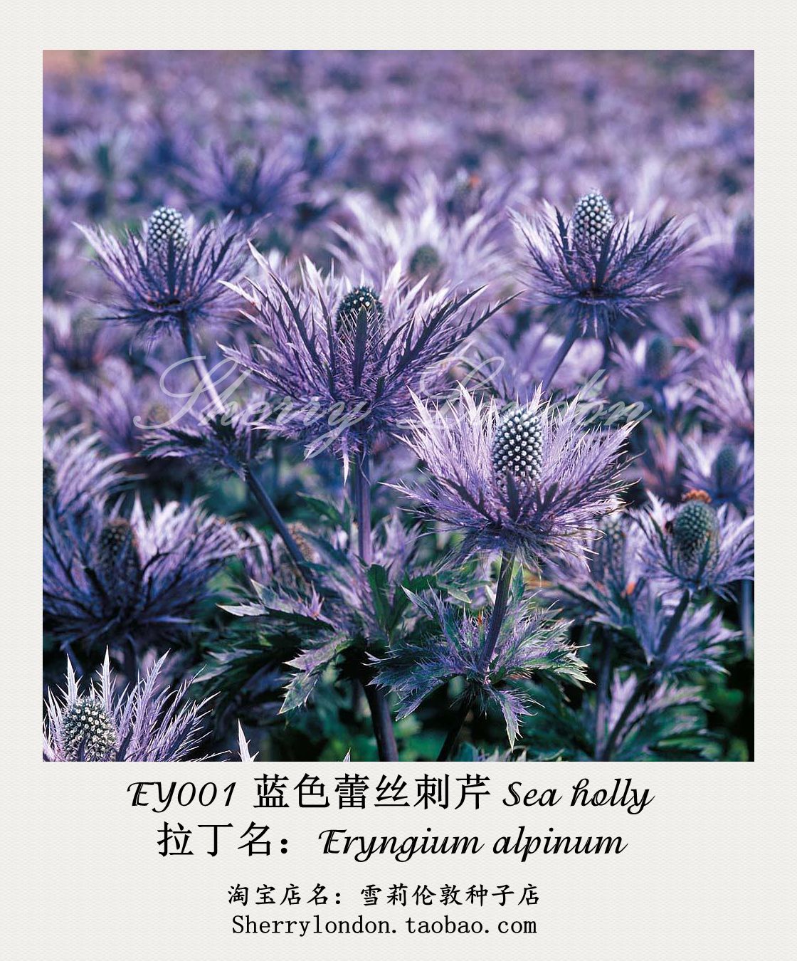 商品详情 编号:     ey001 植物名称:  高山刺芹 蓝色蕾丝 品种