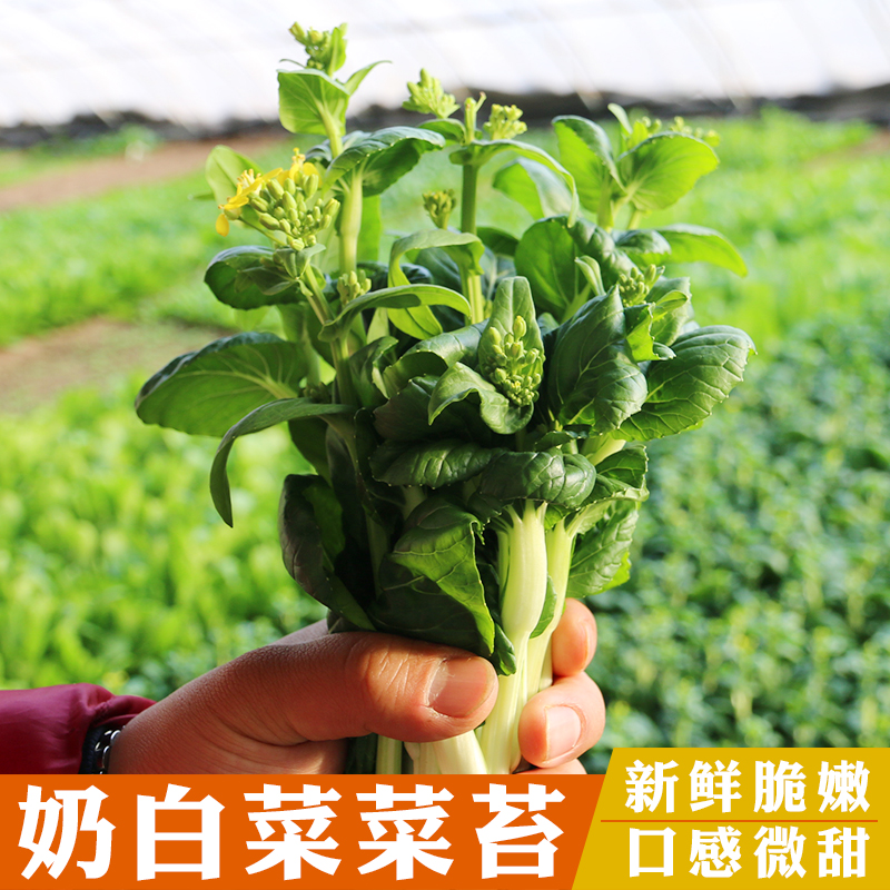 新鲜奶白菜菜苔 菜心 奶白菜 鲜嫩脆爽 口感微甜 300g   