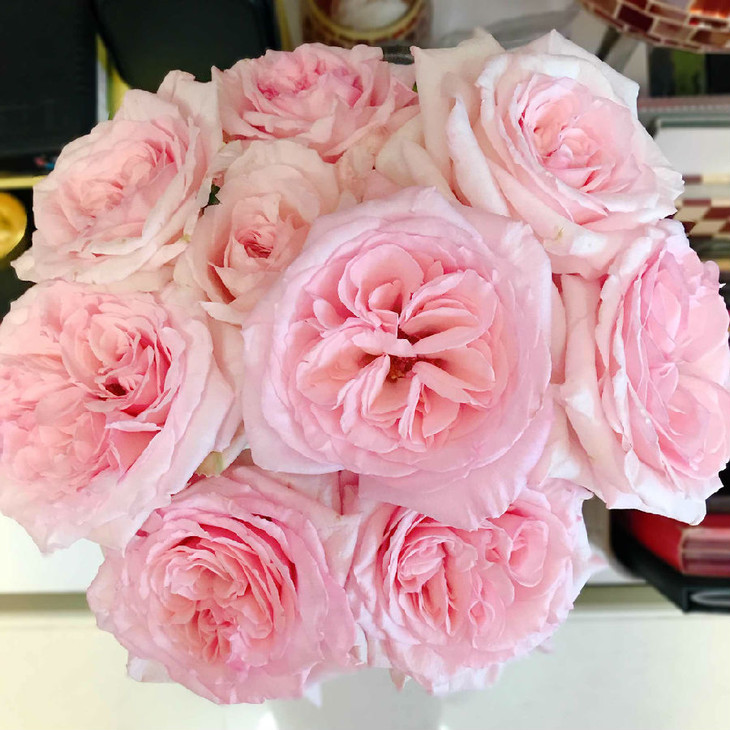 荔枝玫瑰(白色,粉色) 数量:18枝 特点:香味浓,度大 (图片与实