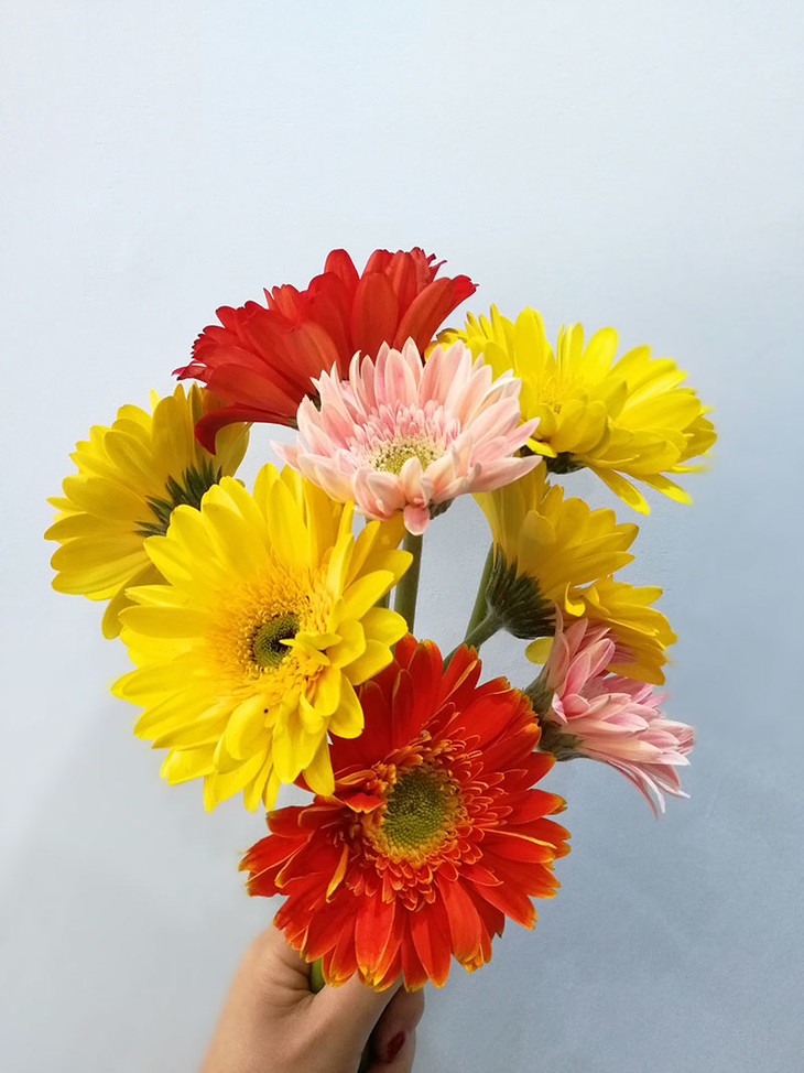 太阳花又名非洲菊,是菊科的一种,但是外形与圆头圆脑的日本兵乓菊迥异
