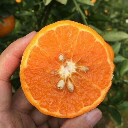 元江茂谷迦密柑2.5kg/5kg 商品图0