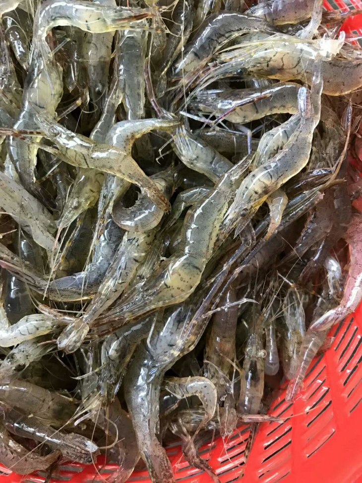 【小土虾】小狗虾,水库野生河虾,身长3-4cm左右的小虾