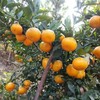 元江茂谷迦密柑2.5kg/5kg 商品缩略图1