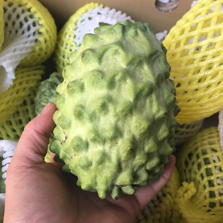 一,营养价值 台东产出产的菠萝释迦的鳞目主要为绿色,表面粗糙,果形