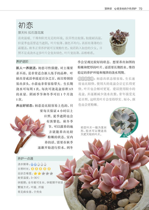 零基础养多肉——养活 养好 养出色  （300余张多肉美图学养肉）多肉书花艺书籍养花书籍 商品图4