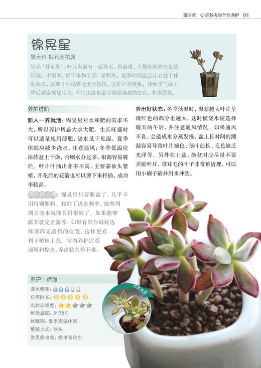 零基础养多肉——养活 养好 养出色  （300余张多肉美图学养肉）多肉书花艺书籍养花书籍 商品图7