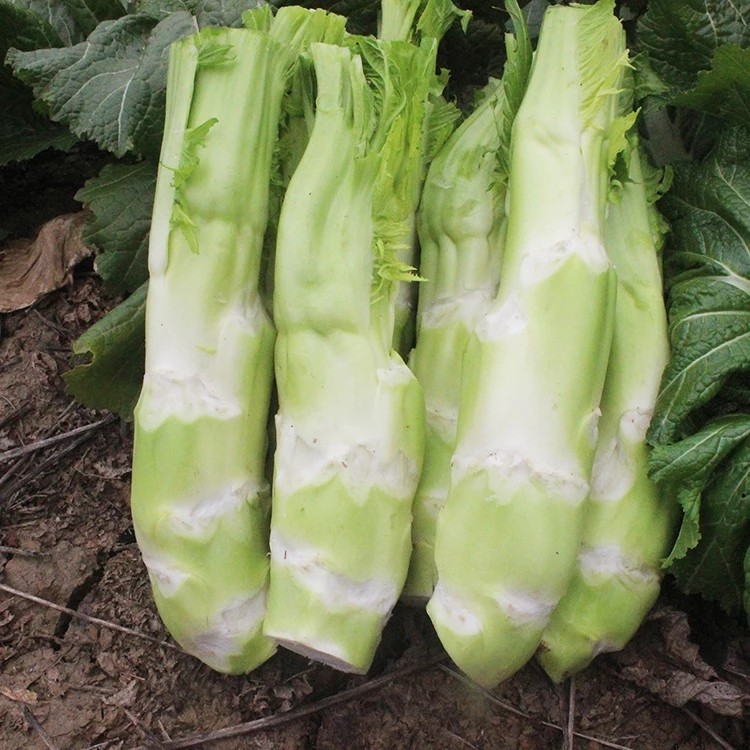 芥菜 时令蔬菜 农家种植 现采现摘 纯天然
