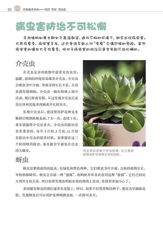 零基础养多肉——养活 养好 养出色  （300余张多肉美图学养肉）多肉书花艺书籍养花书籍 商品图3