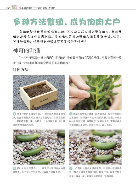 零基础养多肉——养活 养好 养出色  （300余张多肉美图学养肉）多肉书花艺书籍养花书籍 商品图2