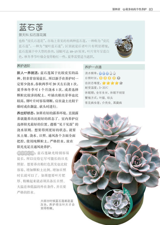 零基础养多肉——养活 养好 养出色  （300余张多肉美图学养肉）多肉书花艺书籍养花书籍 商品图6