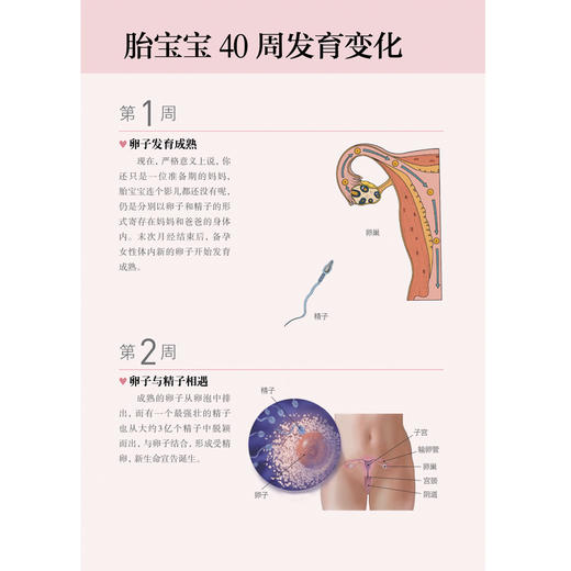 怀孕一天一页（第二版）孕产书籍孕妇书籍准妈妈读本胎教书籍 商品图1