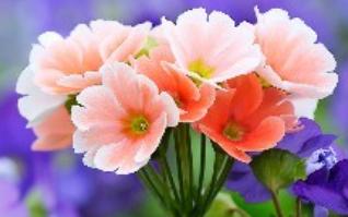 鲜花 商品图1