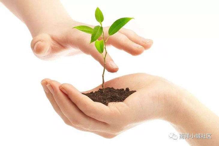 植树节植树小树苗"认养行动"开始报名啦