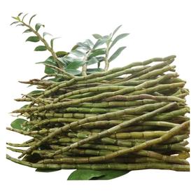铁皮石斛（鲜条）