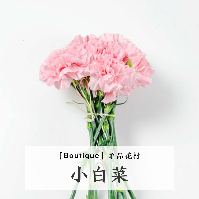 【自选系列】康乃馨小白菜-20枝