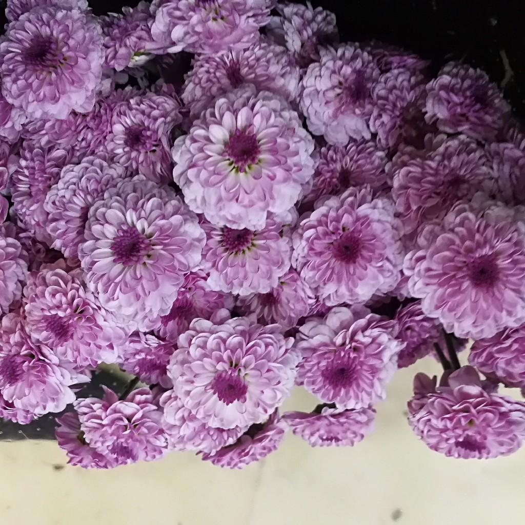 重瓣浅紫小菊