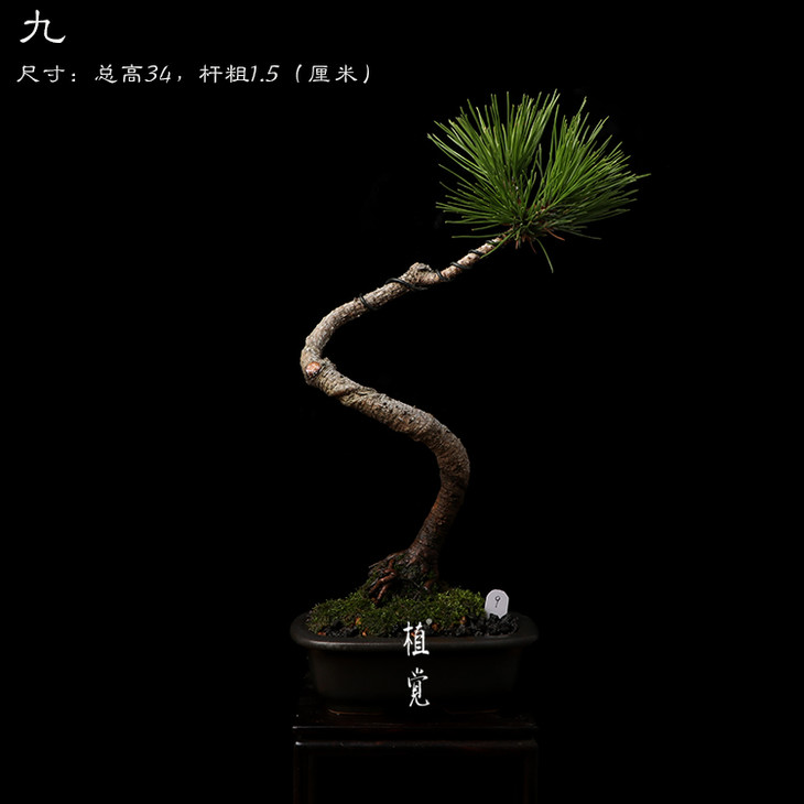 植觉 孤品 文人树 文人黑松盆景