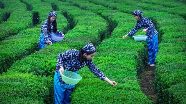 臻享@4月 | 【茶香芬芳】归隐·采茶女主题环境人像拍摄,大片茶山