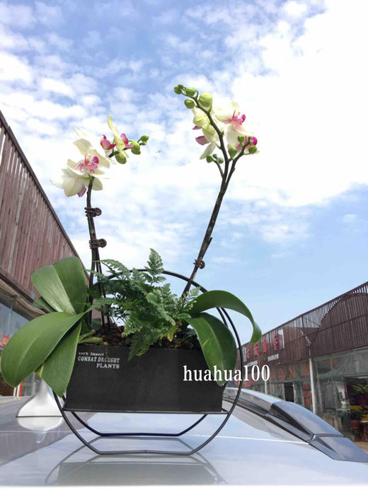 新款上架丨2株蝴蝶兰设计款 商品图0