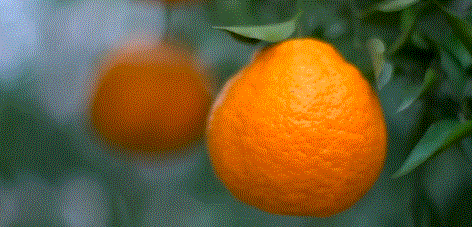 ʳ (θ)ϡȱ1 (֭)