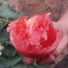【爱家甄选】四川攀枝花露天沙瓤西红柿 皮薄汁多肉甜4斤/份 商品缩略图1
