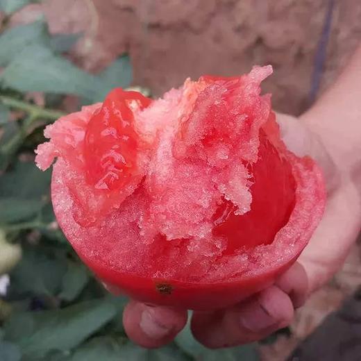 【爱家甄选】四川攀枝花露天沙瓤西红柿 皮薄汁多肉甜4斤/份 商品图1