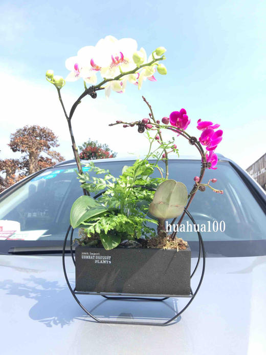 新款上架丨2株蝴蝶兰设计款 商品图1